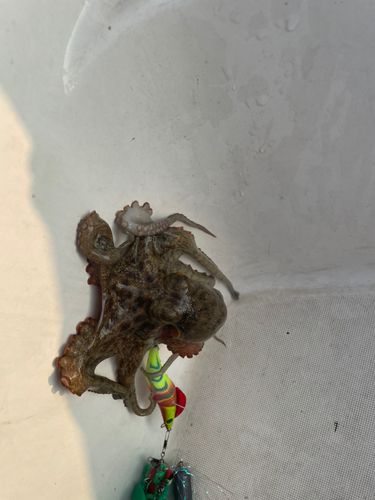 タコの釣果