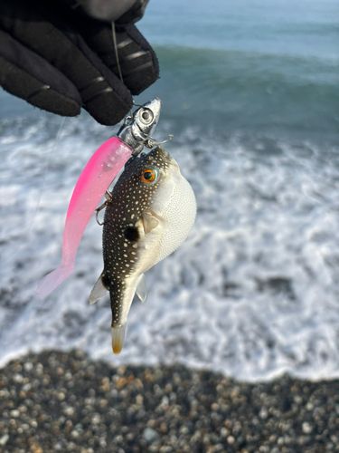 フグの釣果