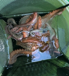 マダコの釣果