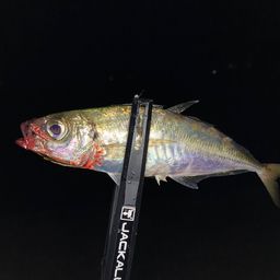 アジ