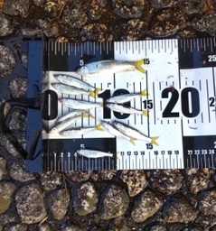 オイカワの釣果
