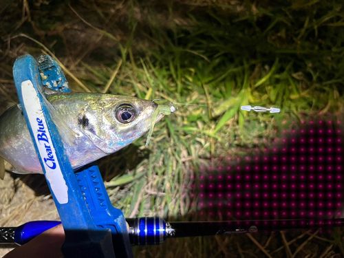 マアジの釣果