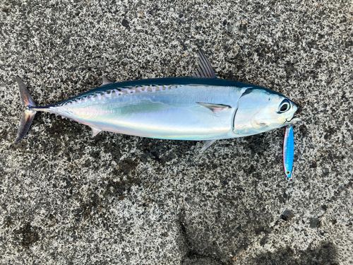 マルソウダの釣果