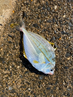 ヒイラギの釣果