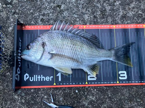 キビレの釣果