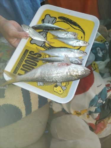 コハダの釣果