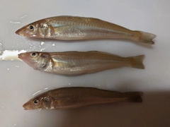 キスの釣果