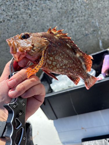 カサゴ