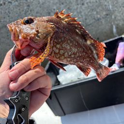 カサゴ