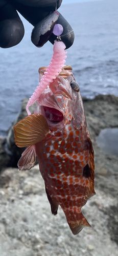 キジハタの釣果