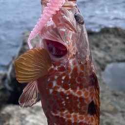 キジハタ