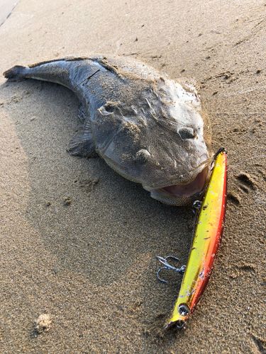 マゴチの釣果