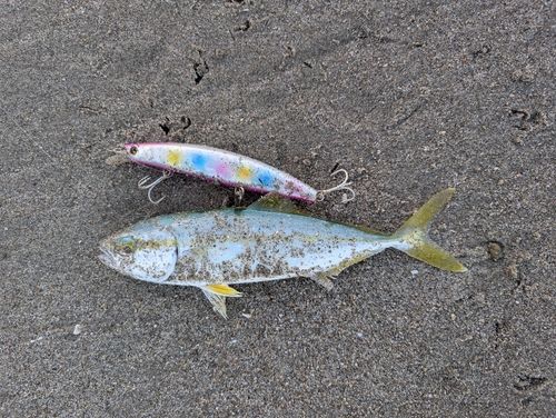 ワカナゴの釣果