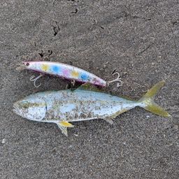 ワカナゴ