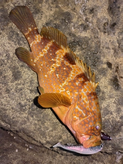 キジハタの釣果