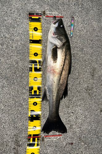 フッコ（マルスズキ）の釣果