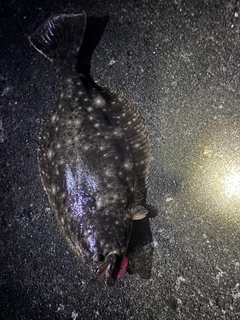 ヒラメの釣果