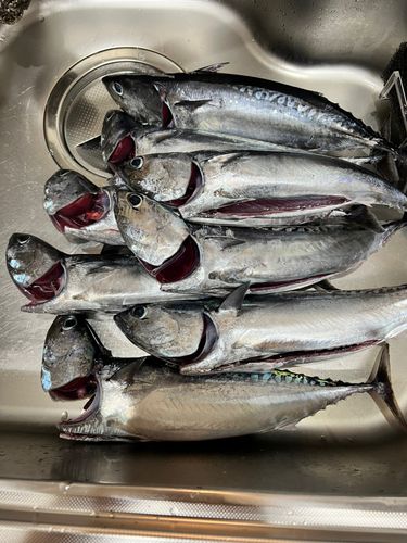 ソウダガツオの釣果