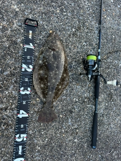 ヒラメの釣果