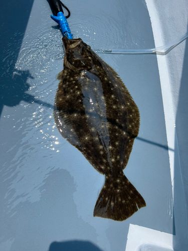 ヒラメの釣果