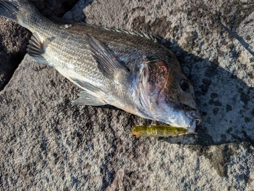チヌの釣果