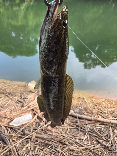 ライギョの釣果