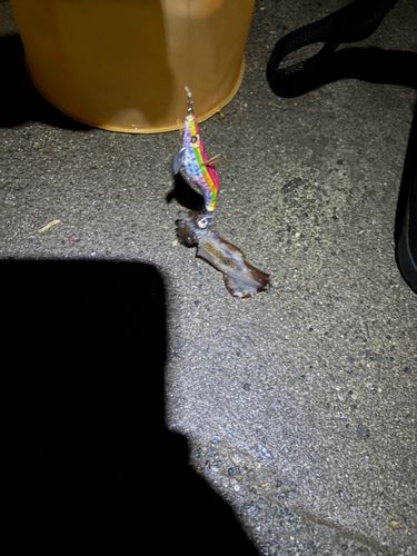 ヒイカの釣果