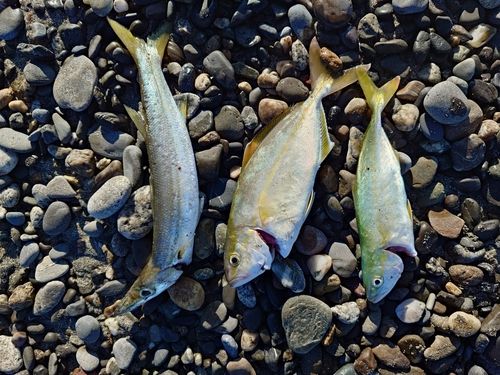 ショゴの釣果