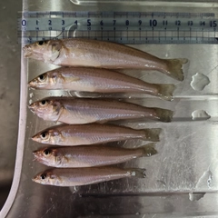 キスの釣果