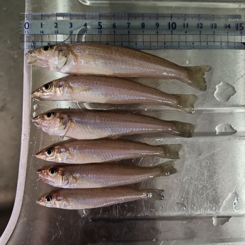 キスの釣果
