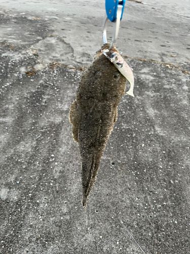 マゴチの釣果