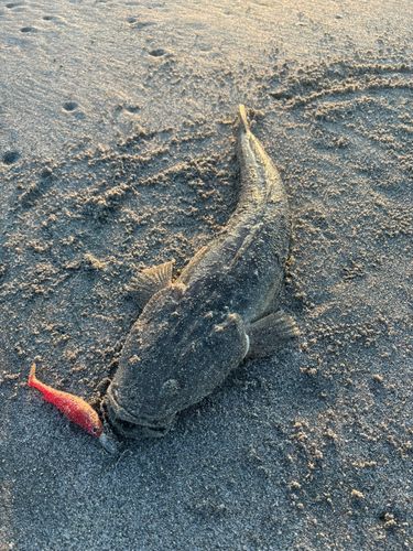 マゴチの釣果