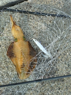 ミズイカの釣果