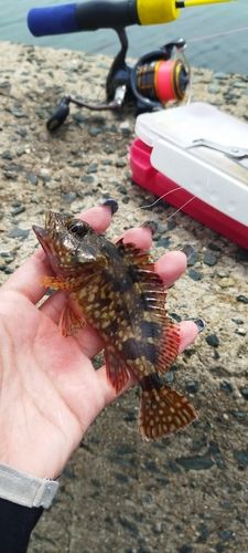 カサゴの釣果