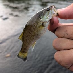 スモールマウスバス