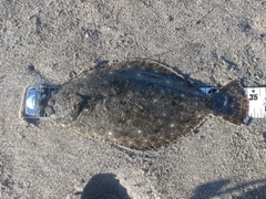 ヒラメの釣果