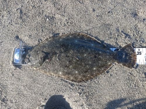 ヒラメの釣果