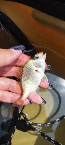 タイの釣果