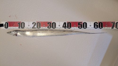 タチウオの釣果