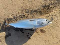 マルソウダの釣果