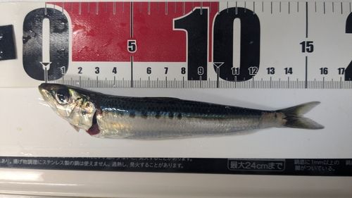 イワシの釣果