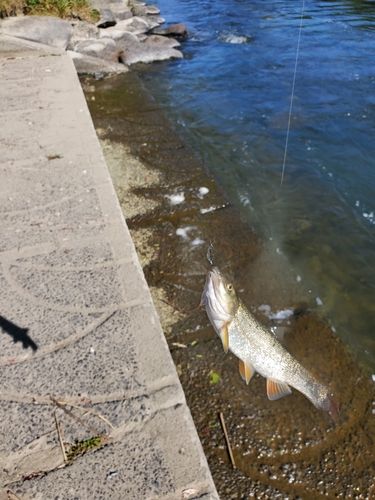 エゾウグイの釣果