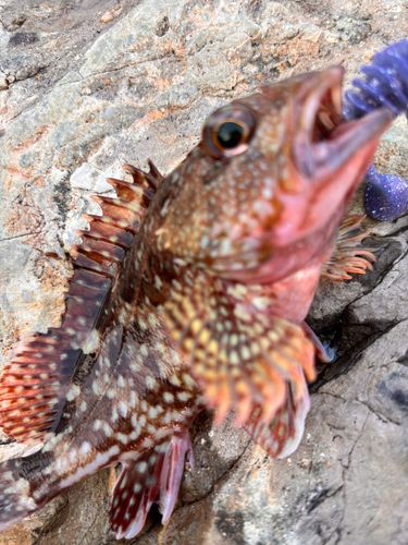 アラカブの釣果