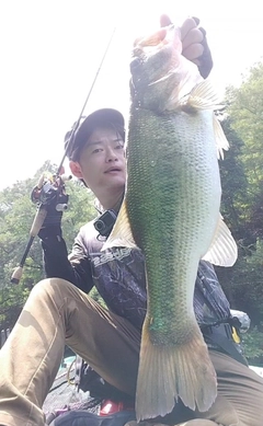 ブラックバスの釣果