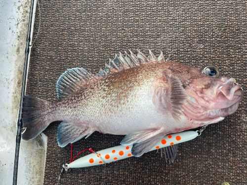 ソイの釣果