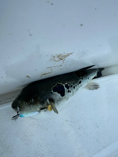 トラフグの釣果