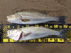 シーバスの釣果