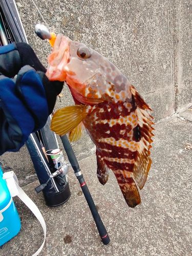 キジハタの釣果