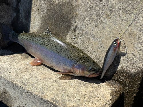 ニジマスの釣果