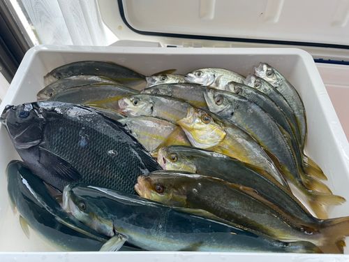 ショゴの釣果